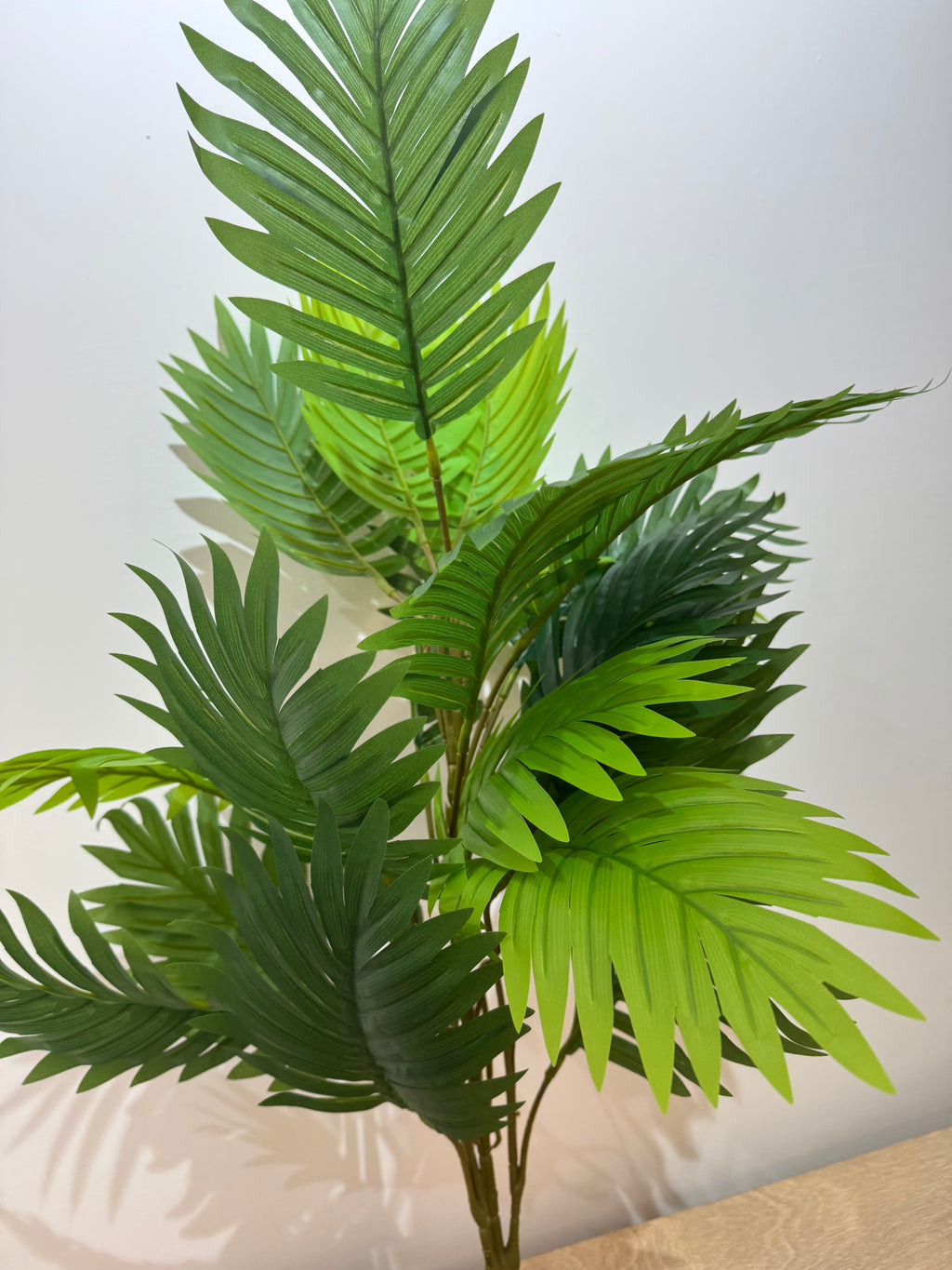 Pianta per decorazione