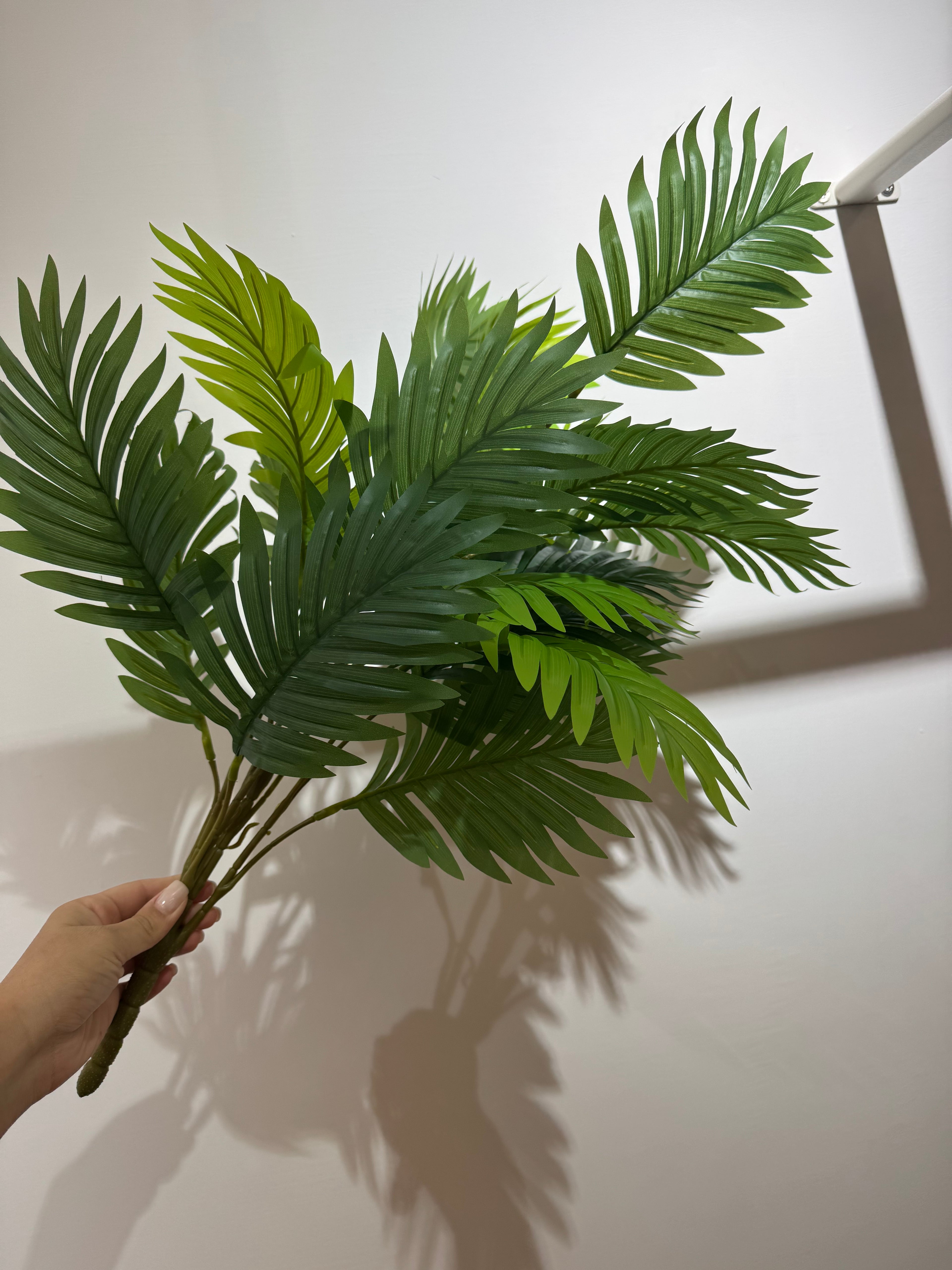 Pianta per decorazione